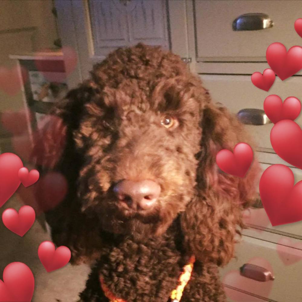 Meet your Posher, Shirley